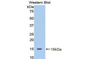 Western Blotting (WB) image for anti-Decorin (DCN) (AA 45-152) antibody (ABIN1858613) (Decorin Antikörper  (AA 45-152))