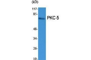Western Blot (WB) analysis of specific cells using PKC delta Polyclonal Antibody. (PKC delta Antikörper  (Thr292))