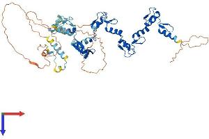 ZNF548 Protein (AA 1-533) (His tag)