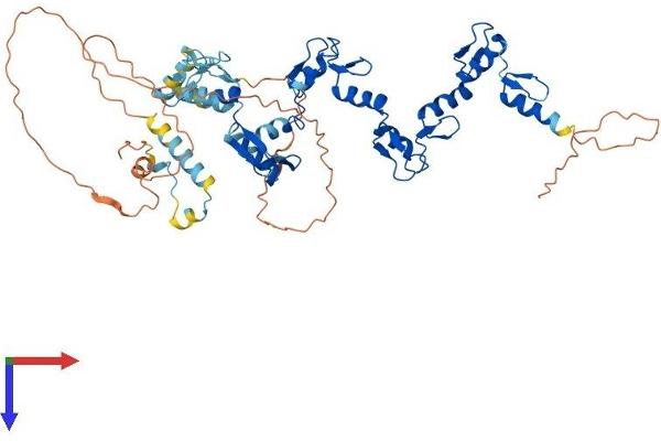 ZNF548 Protein (AA 1-533) (His tag)