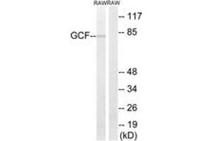 Western blot analysis of extracts from RAW264. (GCFC2 Antikörper  (AA 141-190))