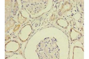 Immunohistochemistry of paraffin-embedded human kidney tissue using ABIN7158626 at dilution of 1:100 (LY6E Antikörper  (AA 21-101))