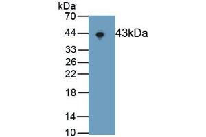 Detection of Recombinant ERK2, Human using Polyclonal Antibody to Extracellular Signal Regulated Kinase 2 (ERK2) (ERK2 Antikörper  (AA 25-360))