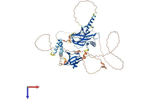 GRHL2 Protein (AA 1-625) (His tag)