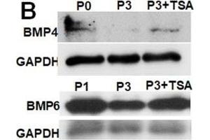 Western Blotting (WB) image for anti-Bone Morphogenetic Protein 4 (BMP4) antibody (ABIN2854883)