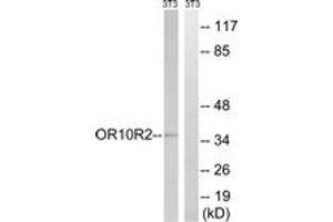 Western blot analysis of extracts from NIH-3T3 cells, using MAGEA5 Antibody.