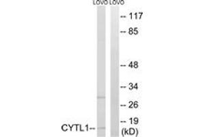 Western Blotting (WB) image for anti-Cytokine-Like 1 (CYTL1) (AA 61-110) antibody (ABIN6766393) (CYTL1 Antikörper  (AA 61-110))