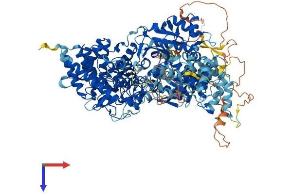 PHKA2 Protein (AA 1-1235) (His tag)