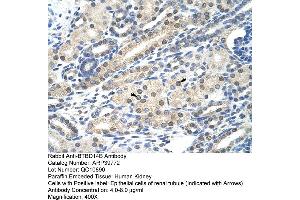 Human kidney (NAC1 Antikörper  (C-Term))