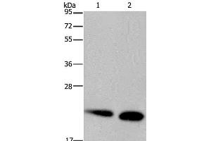 Western Blot analysis of Mouse heart and kidney tissue using NDUFS4 Polyclonal Antibody at dilution of 1:200 (NDUFS4 Antikörper)