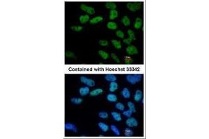 ICC/IF Image Immunofluorescence analysis of paraformaldehyde-fixed Human ESC, using Oct4, antibody at 1:400 dilution. (OCT4 Antikörper)