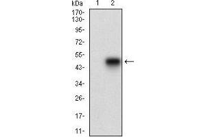 Western blot analysis using APBB1IP mAb against HEK293 (1) and APBB1IP (AA: 1-151)-hIgGFc transfected HEK293 (2) cell lysate. (Amyloid beta (A4) Precursor Protein-Binding, Family B, Member 1 Interacting Protein (APBB1IP) (AA 1-151) Antikörper)