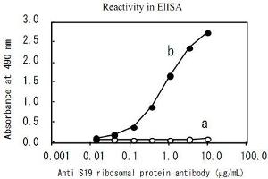 Reactivity in ELISA. (RPS19 Antikörper)