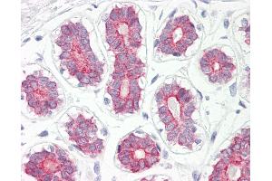 Anti-CYP2B6 antibody IHC of human breast. (CYP2B6 Antikörper  (AA 215-264))