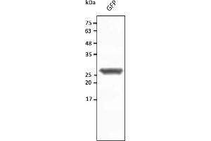 Western Blotting (WB) image for anti-Green Fluorescent Protein (GFP) antibody (ABIN7273023) (GFP Antikörper)