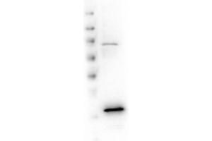 Western Blot of Rabbit anti-VDAC/Porin antibody. (VDAC1 Antikörper  (Internal Region))