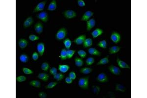 Immunofluorescence (IF) image for anti-Anaphase Promoting Complex Subunit 2 (ANAPC2) (AA 1-230) antibody (ABIN7144072)
