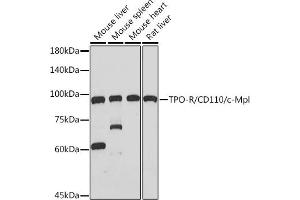 Western blot analysis of extracts of various cell lines, using TPO-R/CD110/c-Mpl Rabbit mAb (ABIN7268727) at 1:1000 dilution. (MPL Antikörper)