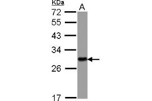 Image no. 1 for anti-14-3-3 eta (YWHAH) (AA 1-246) antibody (ABIN1501790) (14-3-3 eta Antikörper  (AA 1-246))