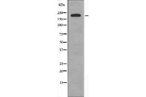 Western blot analysis of extracts from HeLa cells, using Collagen V α1 antibody. (COL5A1 Antikörper  (Internal Region))