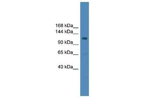 USP38 antibody used at 0. (USP38 Antikörper  (Middle Region))