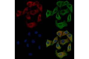 ABIN6258935 and ABIN6275451 staining Hela cells by IF/ICC. (G3BP2 Antikörper  (C-Term))