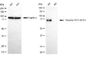 Western blotting analysis using phospho-YAP1 (S127) antibody (ABIN7800882). (Rekombinanter YAP1 Antikörper  (pSer127))