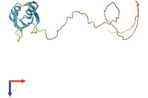 RBM3 Protein (AA 1-153) (His tag)