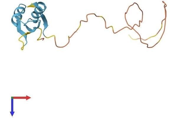 RBM3 Protein (AA 1-153) (His tag)