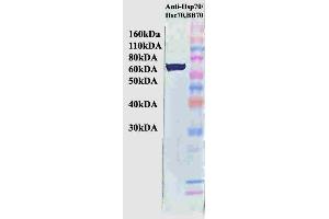 Western Blot analysis of Human HeLa cell lysates showing detection of Hsp70 protein using Mouse Anti-Hsp70 Monoclonal Antibody, Clone BB70 . (HSP70/HSC70 Antikörper  (Atto 390))