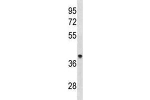 ACAA1 antibody western blot analysis in human 293 lysate.