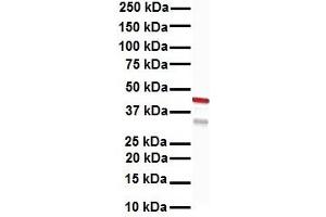 Western Blotting (WB) image for anti-Keratin 15 (KRT15) (C-Term) antibody (ABIN2792088)