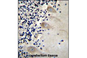 EIF3CL Antibody (N-term) (ABIN656540 and ABIN2845804) immunohistochemistry analysis in formalin fixed and paraffin embedded human cerebellum tissue followed by peroxidase conjugation of the secondary antibody and DAB staining. (EIF3CL Antikörper  (N-Term))