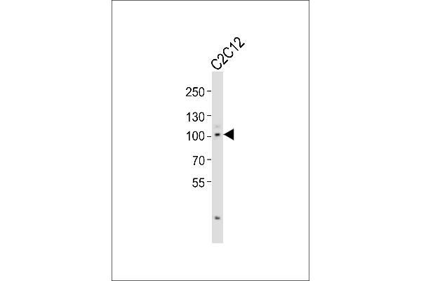 Myocardin Antikörper  (C-Term)