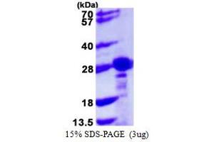 SDS-PAGE (SDS) image for Chromobox Homolog 1 (CBX1) (AA 1-185) protein (His tag) (ABIN667490) (CBX1 Protein (AA 1-185) (His tag))