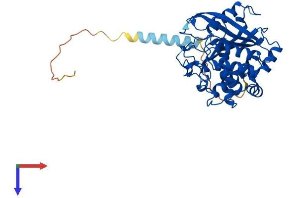 QPCTL Protein (AA 1-383) (His tag)