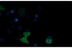 Image no. 3 for anti-Mitogen-Activated Protein Kinase 13 (MAPK13) antibody (ABIN1499955) (MAPK13 Antikörper)