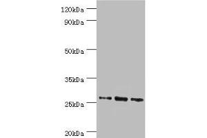 Western blot All lanes: Azurocidin antibody at 1 μg/mL Lane 1: 293T whole cell lysate Lane 2: Mouse spleen tissue Lane 3: Mouse thymus tissue Secondary Goat polyclonal to rabbit IgG at 1/10000 dilution Predicted band size: 27 kDa Observed band size: 27 kDa (Azurocidin Antikörper  (AA 27-251))