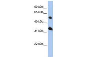 Image no. 1 for anti-Tetraspanin 33 (TSPAN33) (AA 107-156) antibody (ABIN6741379) (TSPAN33 Antikörper  (AA 107-156))