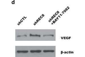 Western Blotting (WB) image for anti-Vascular Endothelial Growth Factor A (VEGFA) (AA 27-126) antibody (ABIN6150083)