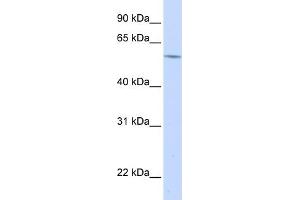 WB Suggested Anti-A1BG Antibody   Titration: 1. (A1BG Antikörper  (N-Term))