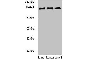 Western blot All lanes: CPEB4 antibody at 2 μg/mL Lane 1: Hela whole cell lysate Lane 2: 293T whole cell lysate Lane 3: U87 whole cell lysate Secondary Goat polyclonal to rabbit IgG at 1/10000 dilution Predicted band size: 81, 79, 37 kDa Observed band size: 81 kDa (CPEB4 Antikörper  (AA 244-515))