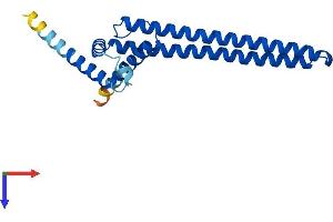 DGCR6 Protein (AA 1-198) (His tag)