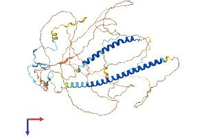 MSL1 Protein (AA 1-616) (His tag)