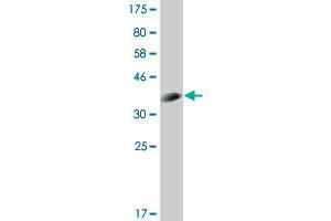 Western Blot detection against Immunogen (36. (CLK3 Antikörper  (AA 36-136))