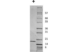 SDS-PAGE of Mouse Interleukin-2 Recombinant Protein SDS-PAGE of Mouse Interleukin-2 Recombinant Protein. (IL-2 Protein)
