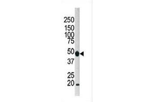 Western blot analysis of anti-G4B Pab 1809c in Hela cell lysate. (ATG4B Antikörper  (C-Term))