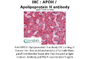 Image no. 1 for anti-Apolipoprotein H (Beta-2-Glycoprotein I) (APOH) antibody (ABIN1731884)