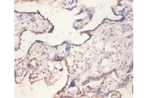 Immunohistochemistry (IHC) image for anti-Eukaryotic Translation Initiation Factor 4E Binding Protein 2 (EIF4EBP2) (AA 1-120) antibody (ABIN7152197)