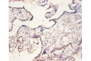Immunohistochemistry of paraffin-embedded human placenta tissue using ABIN7152197 at dilution of 1:100 (eIF4EBP2 Antikörper  (AA 1-120))